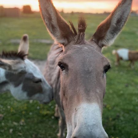 De Wabisabiboerderij Bed & Breakfast Oedelem ภายนอก รูปภาพ