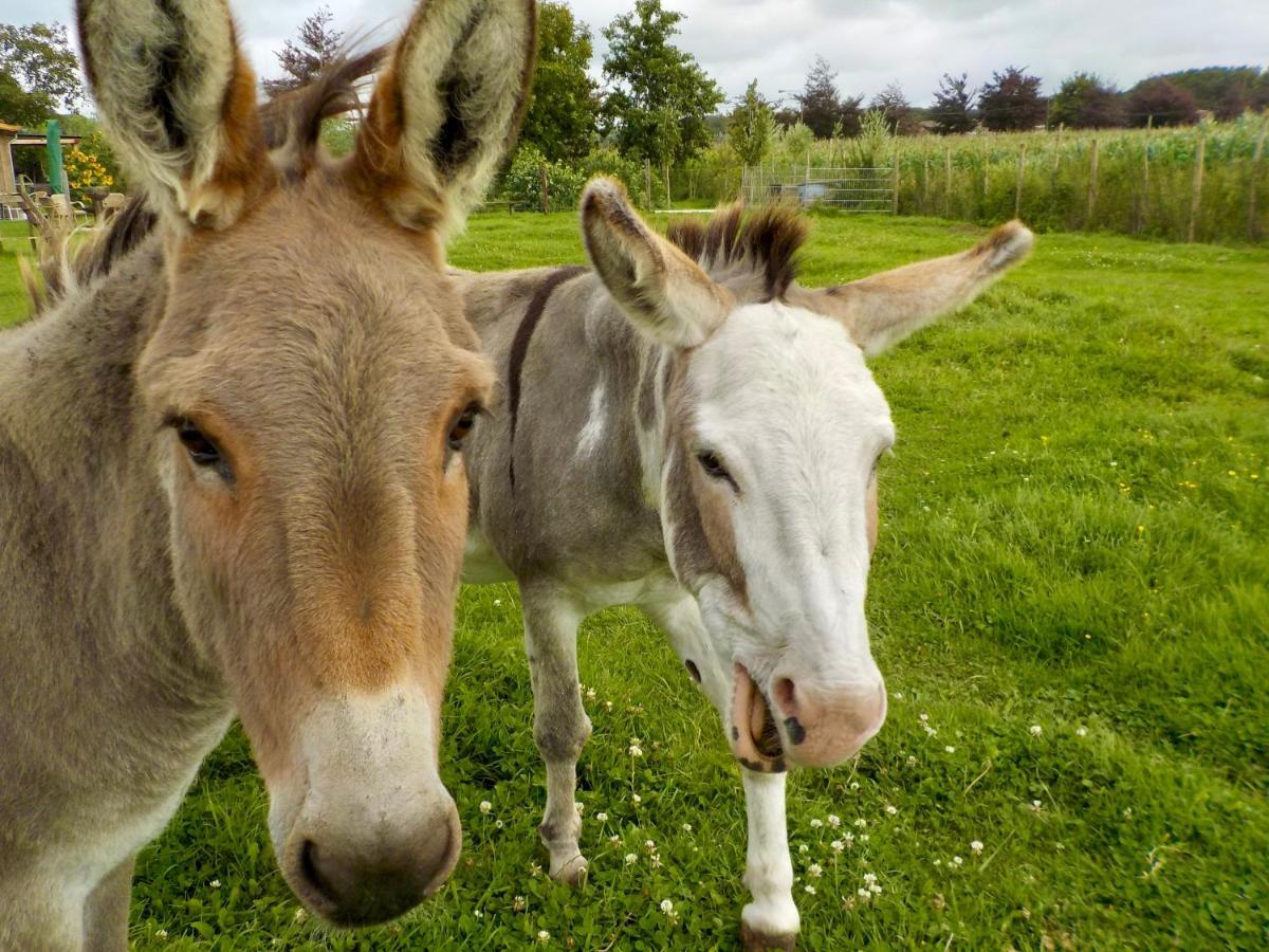 De Wabisabiboerderij Bed & Breakfast Oedelem ภายนอก รูปภาพ